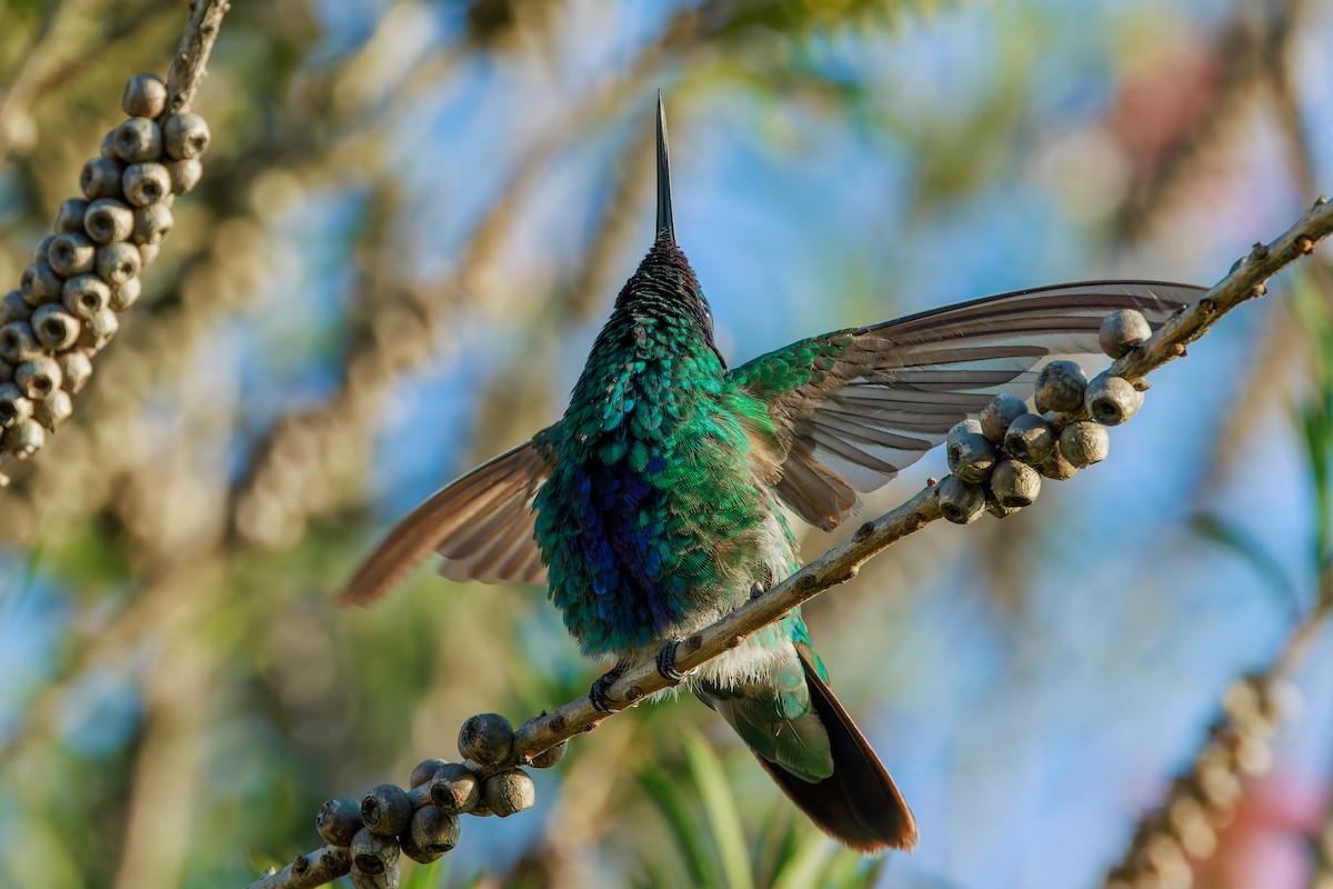 Sparkling Violetear - ML641271223