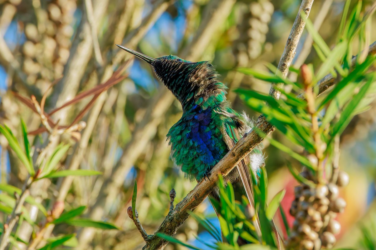 Sparkling Violetear - ML641271225