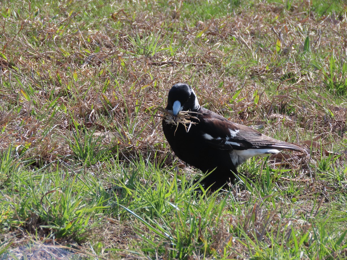 Australian Magpie - ML641271236