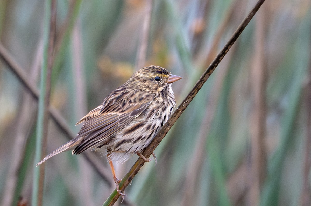 Savannah Sparrow - ML641271239