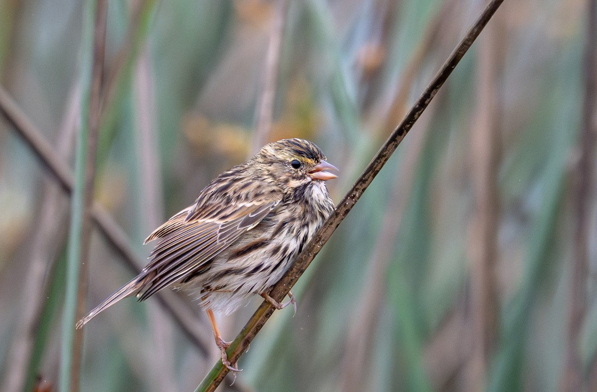 Savannah Sparrow - ML641271240