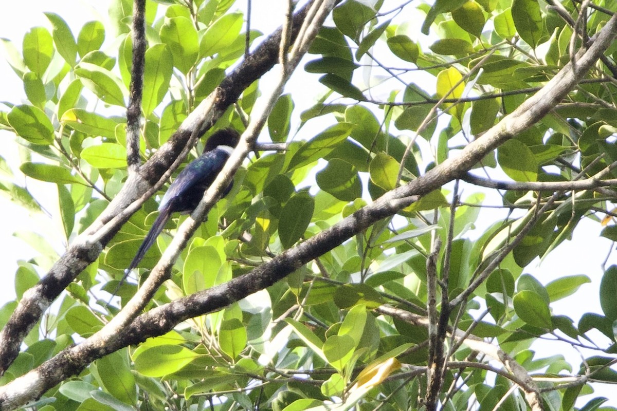 paradisjakamar - ML641271249