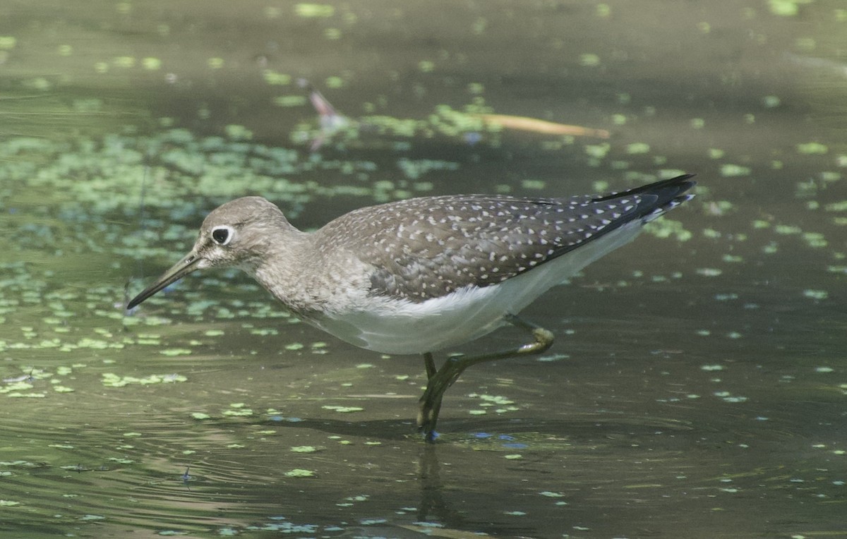 Solitary Sandpiper - ML641271253