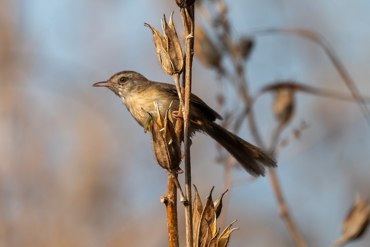 Plain Prinia - ML641271260
