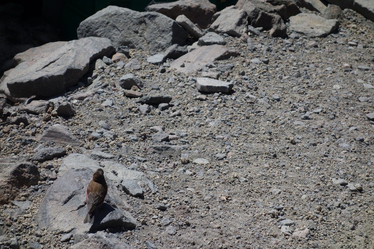 Gray-crowned Rosy-Finch - ML641271283