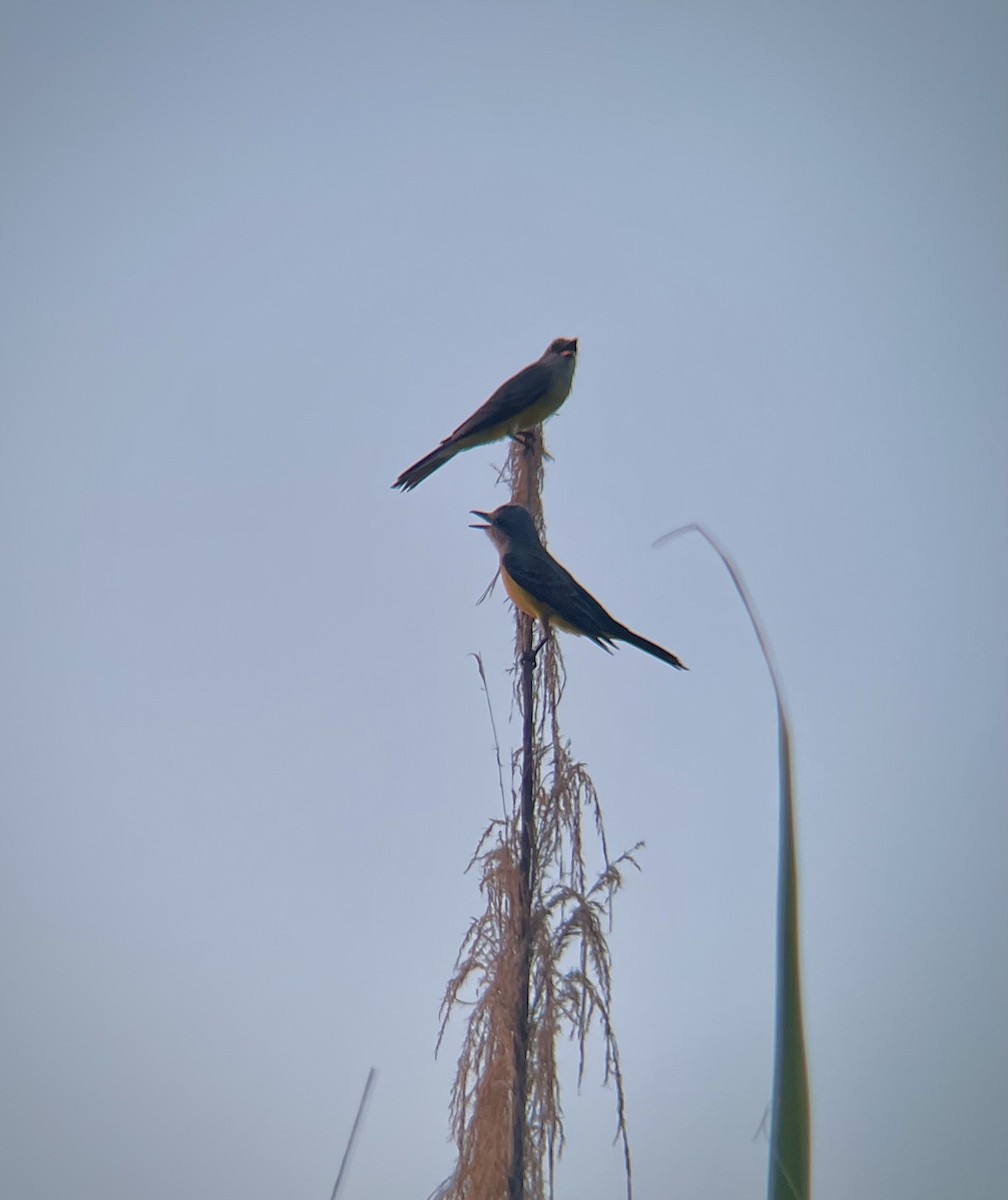 Tropical Kingbird - ML641271305