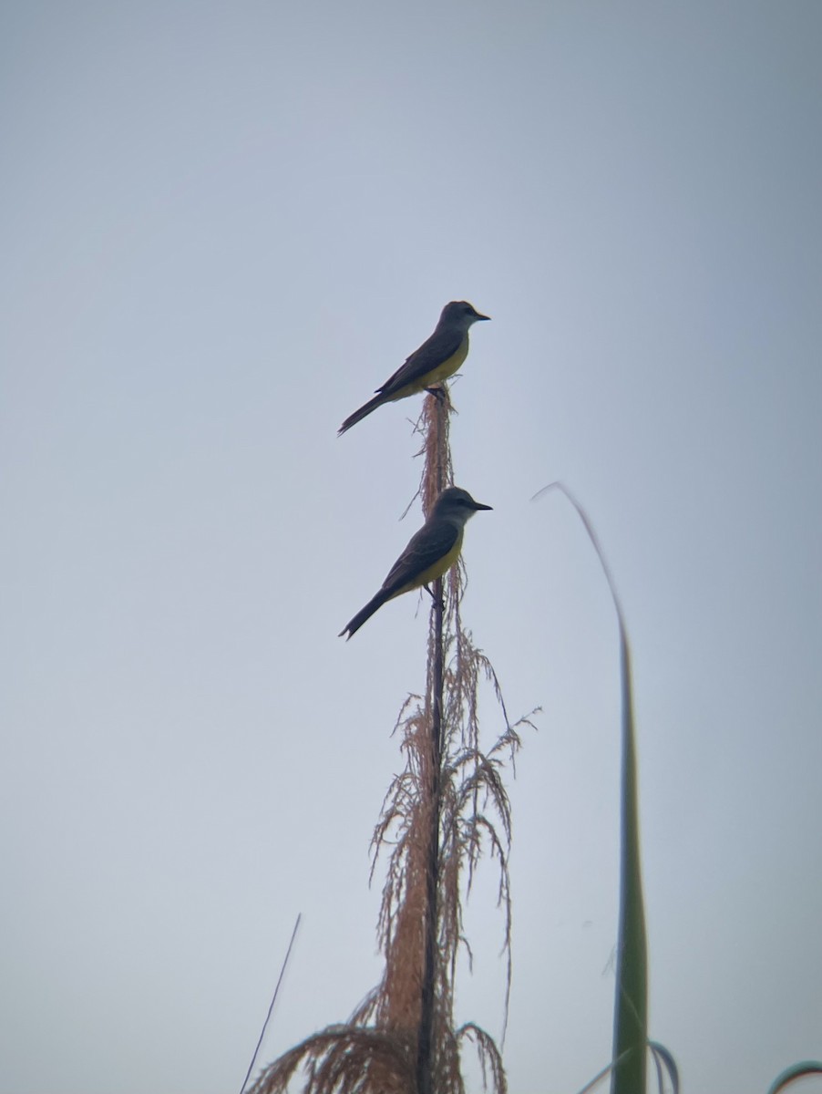 Tropical Kingbird - ML641271306