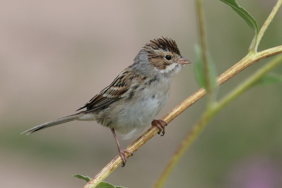 Clay-colored Sparrow - ML641271311