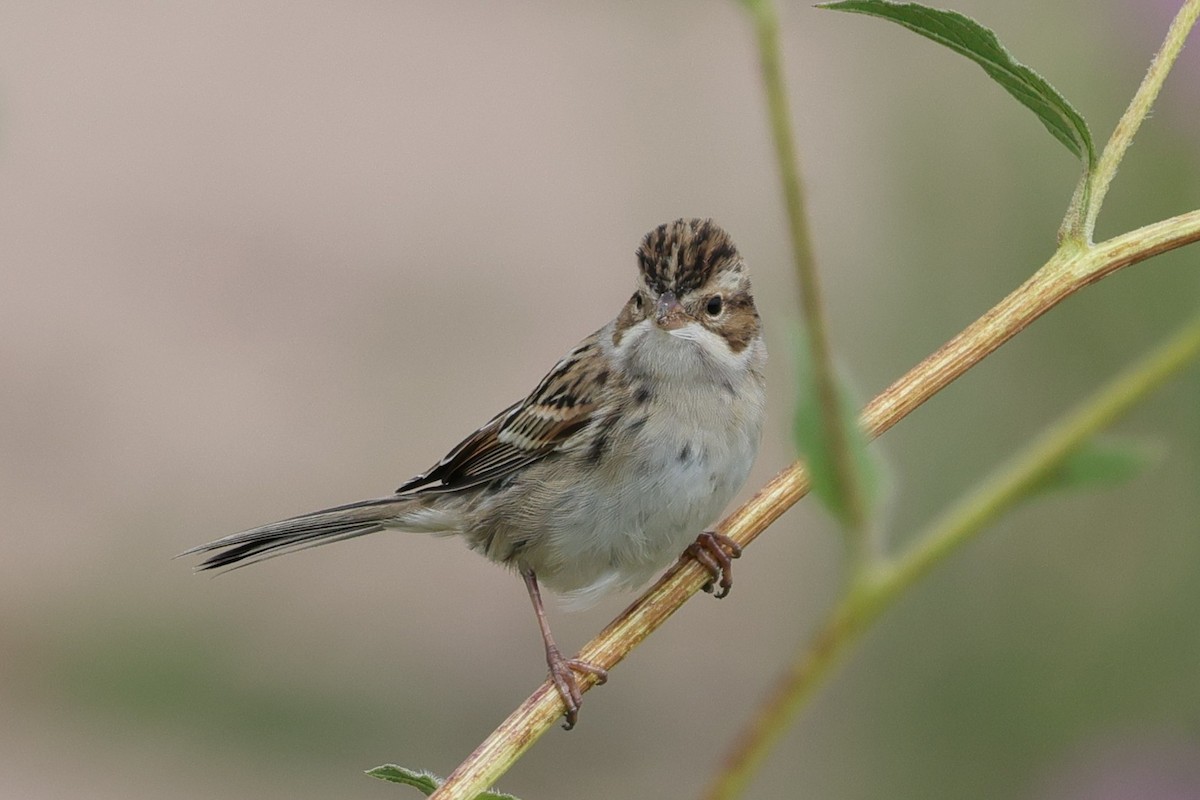 Clay-colored Sparrow - ML641271312