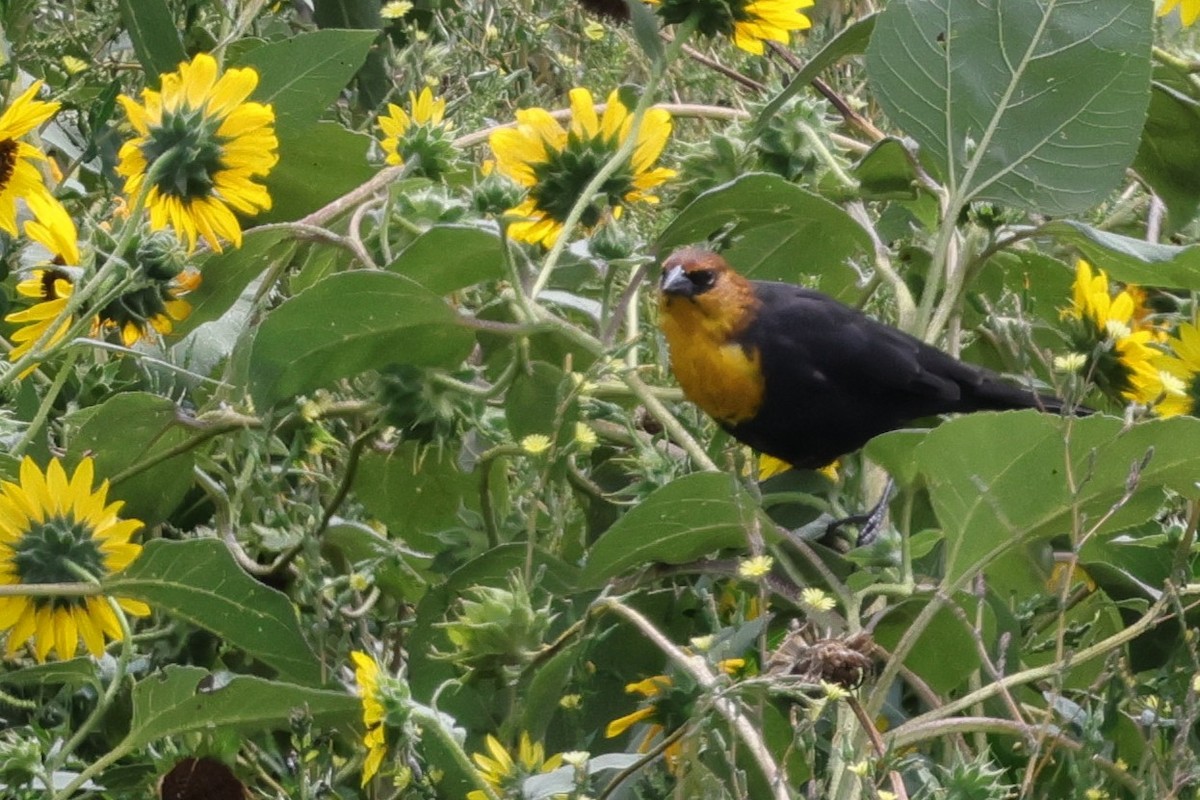 Yellow-headed Blackbird - ML641271318