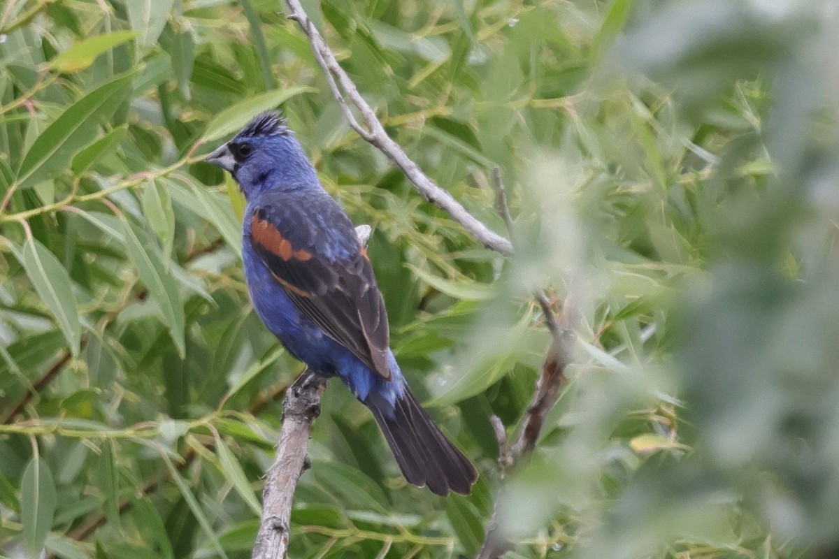 Blue Grosbeak - ML641271333