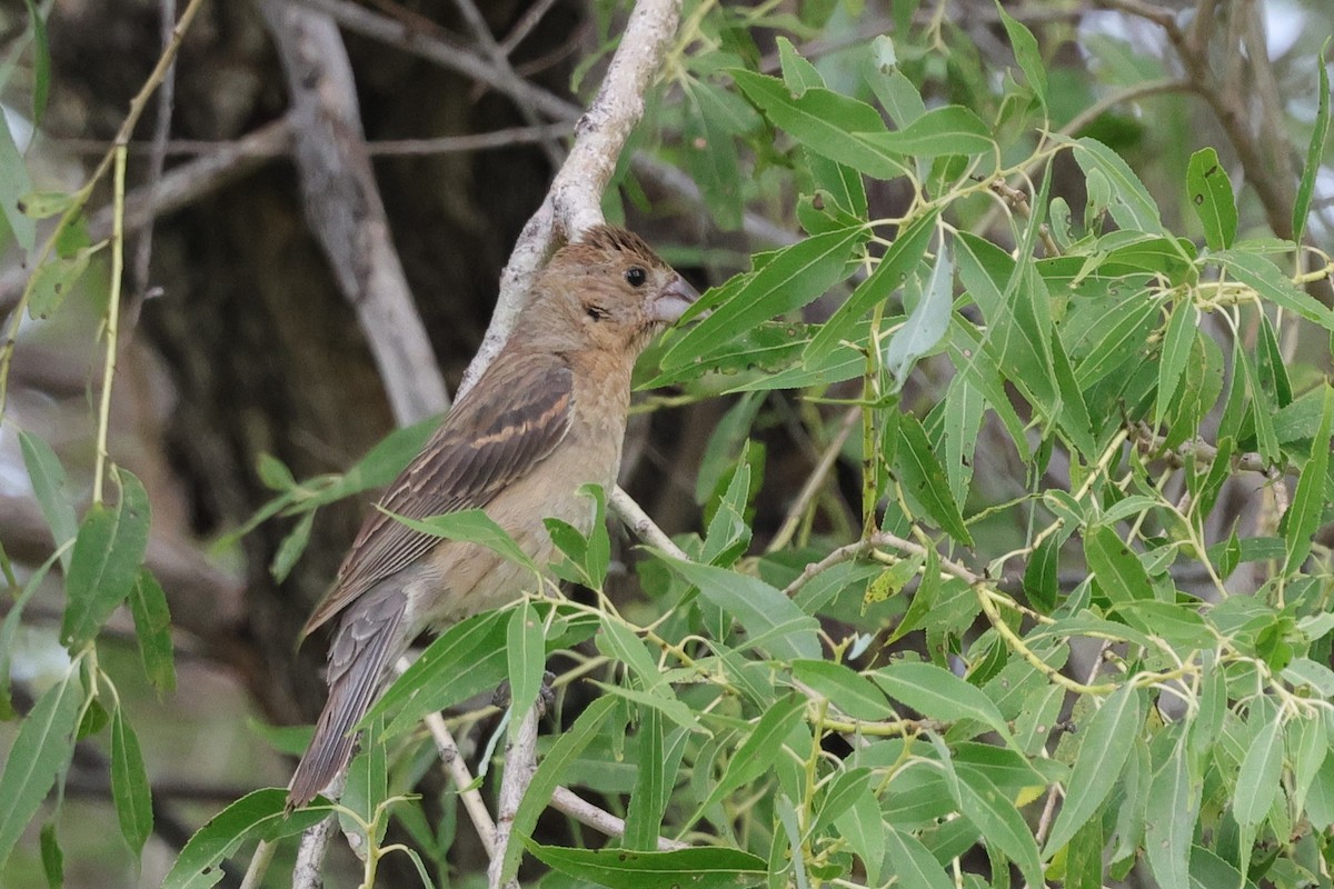 Blue Grosbeak - ML641271334