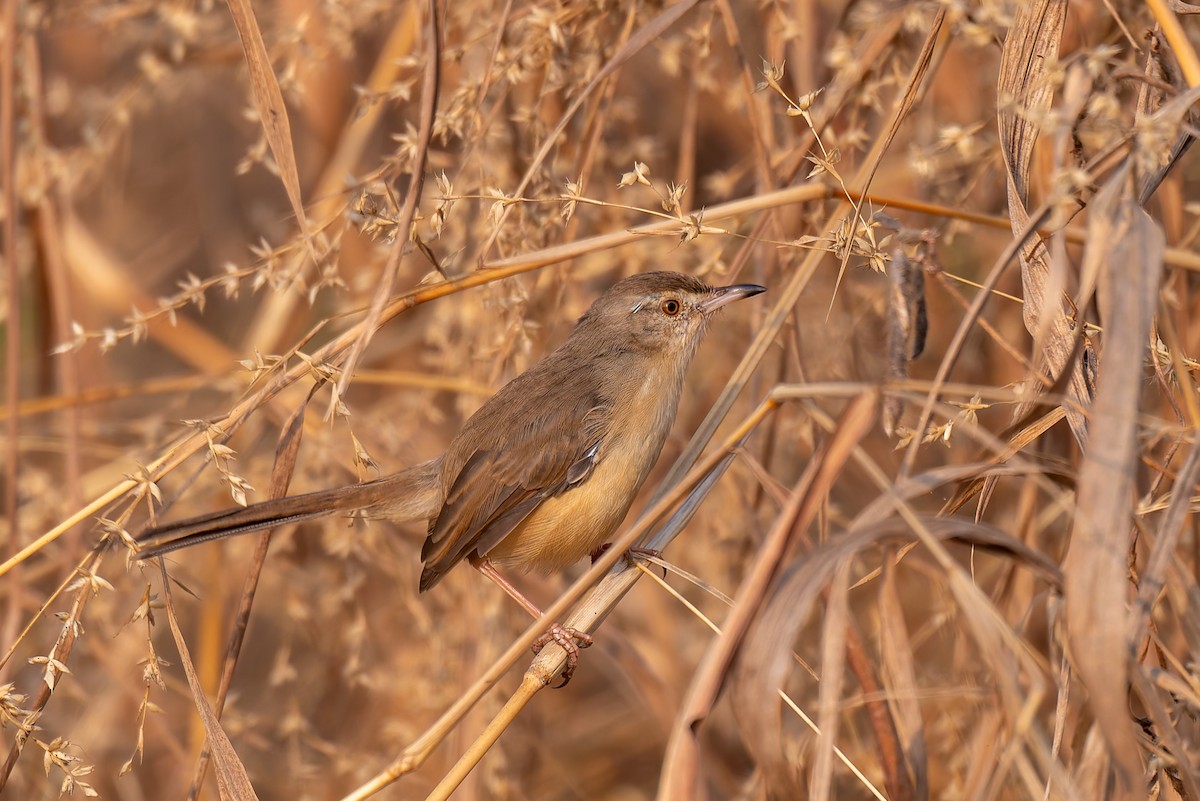 Plain Prinia - ML641271342