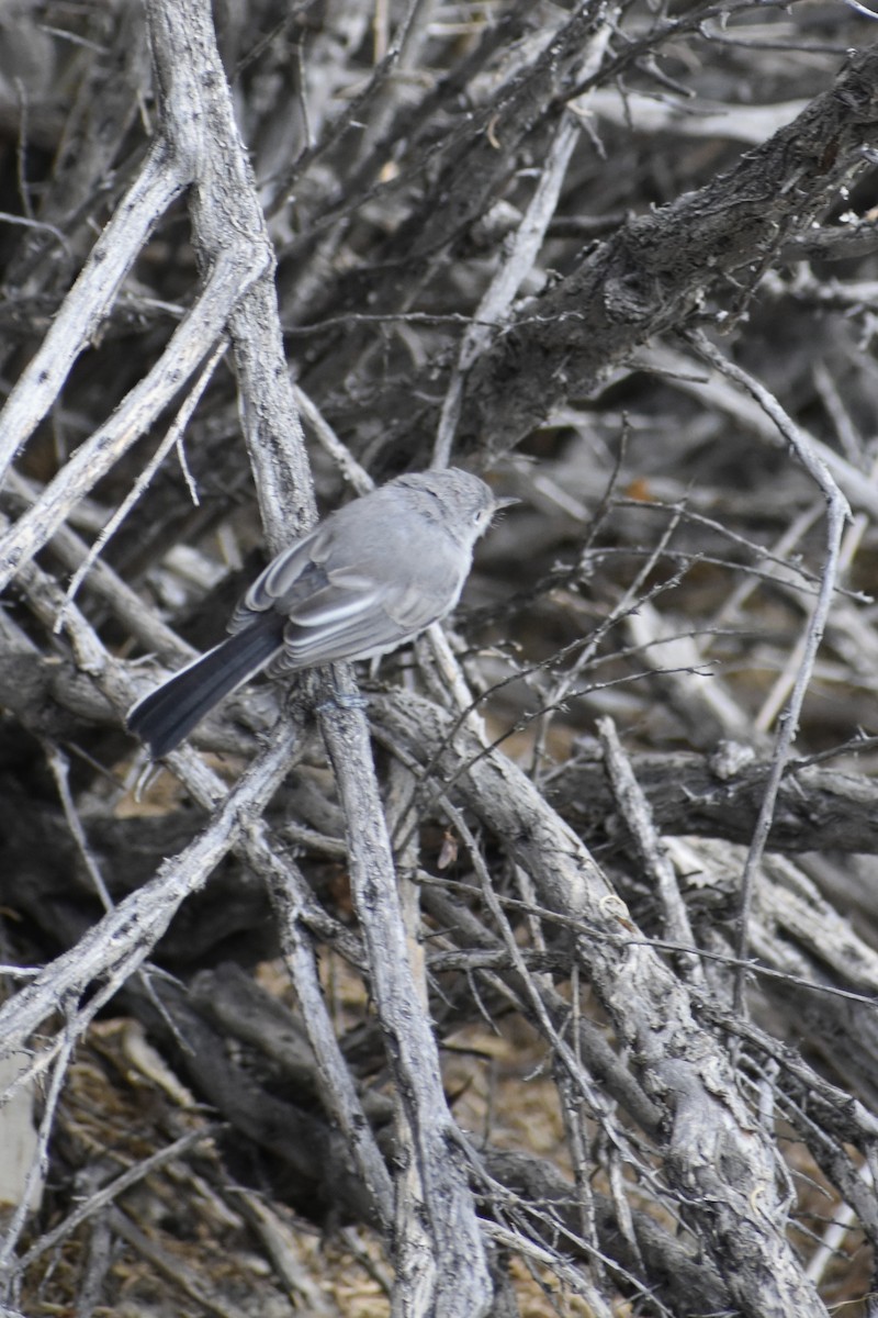 Blue-gray Gnatcatcher - ML641271348