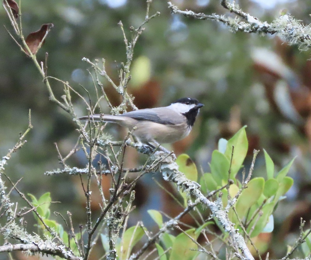 Carolina Chickadee - ML641271351