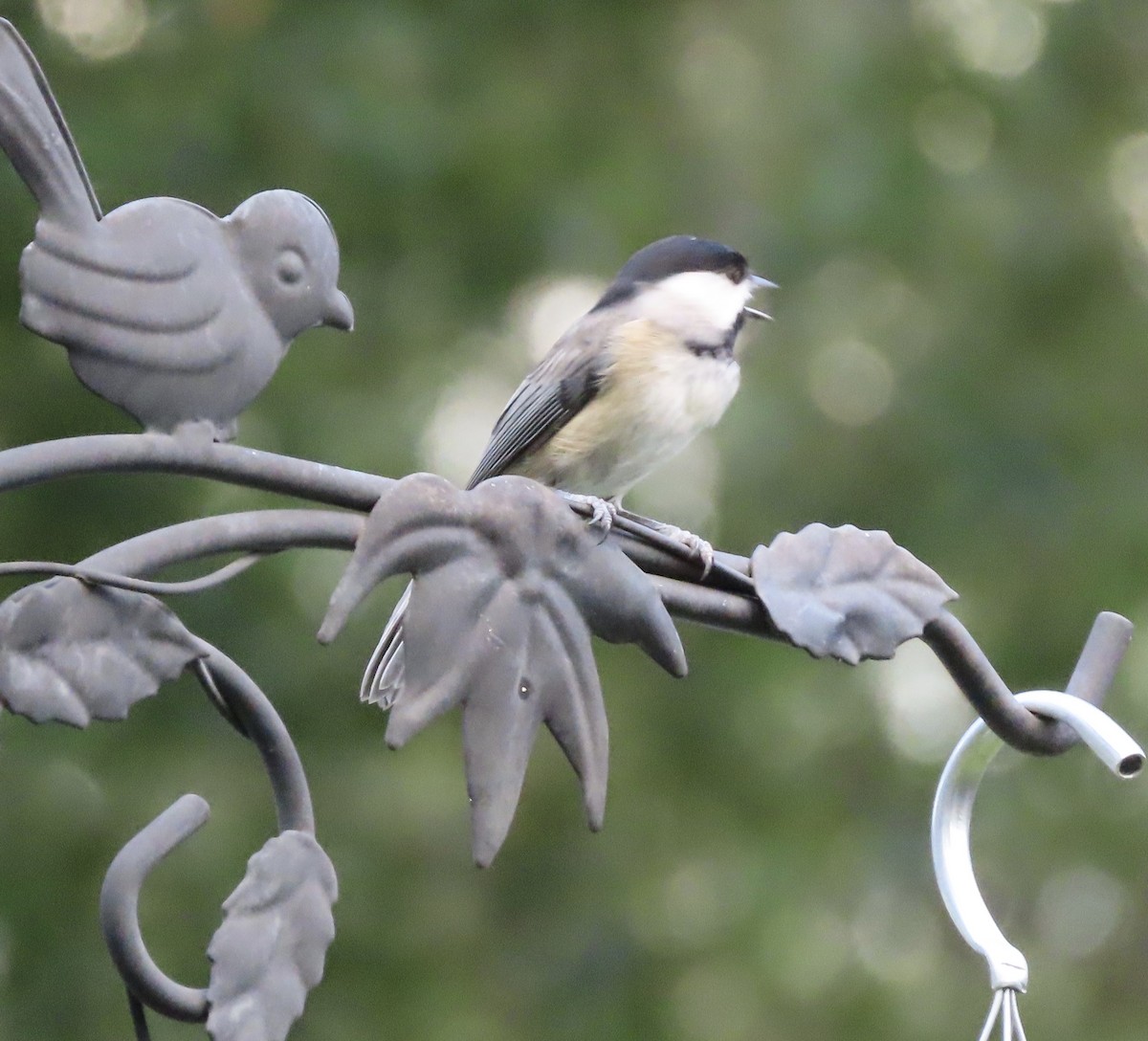Carolina Chickadee - ML641271352