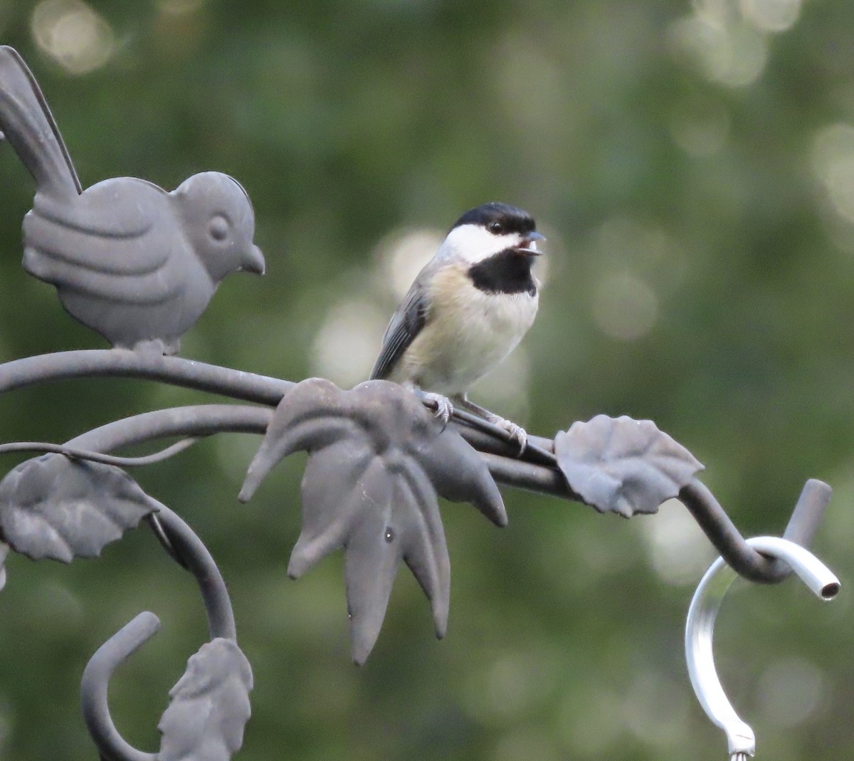 Carolina Chickadee - ML641271354