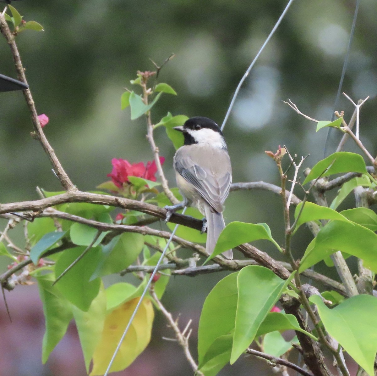 Carolina Chickadee - ML641271355