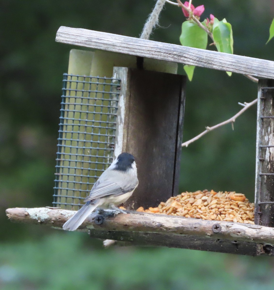 Carolina Chickadee - ML641271356