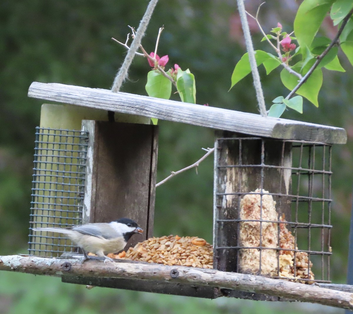 Carolina Chickadee - ML641271357