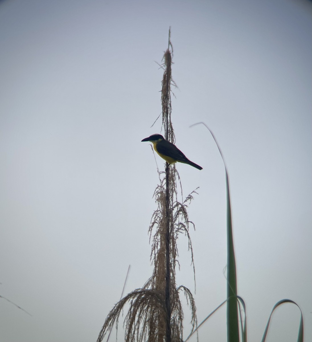 Boat-billed Flycatcher - ML641271377