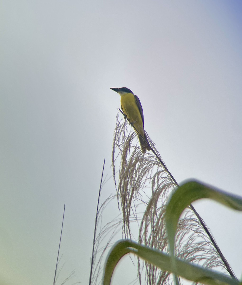 Boat-billed Flycatcher - ML641271378