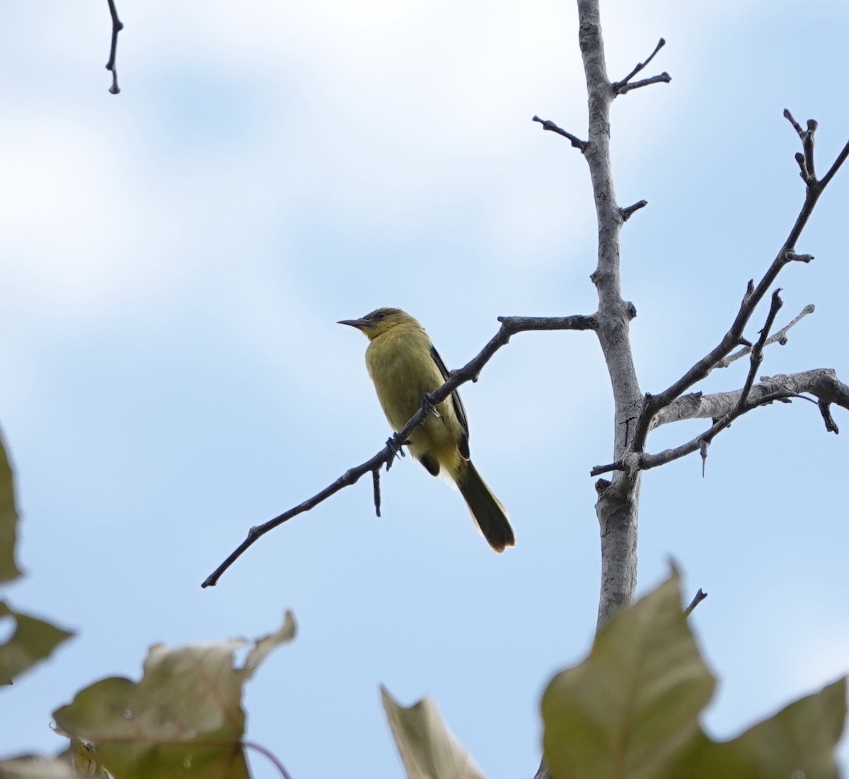Hooded Oriole - ML641271381