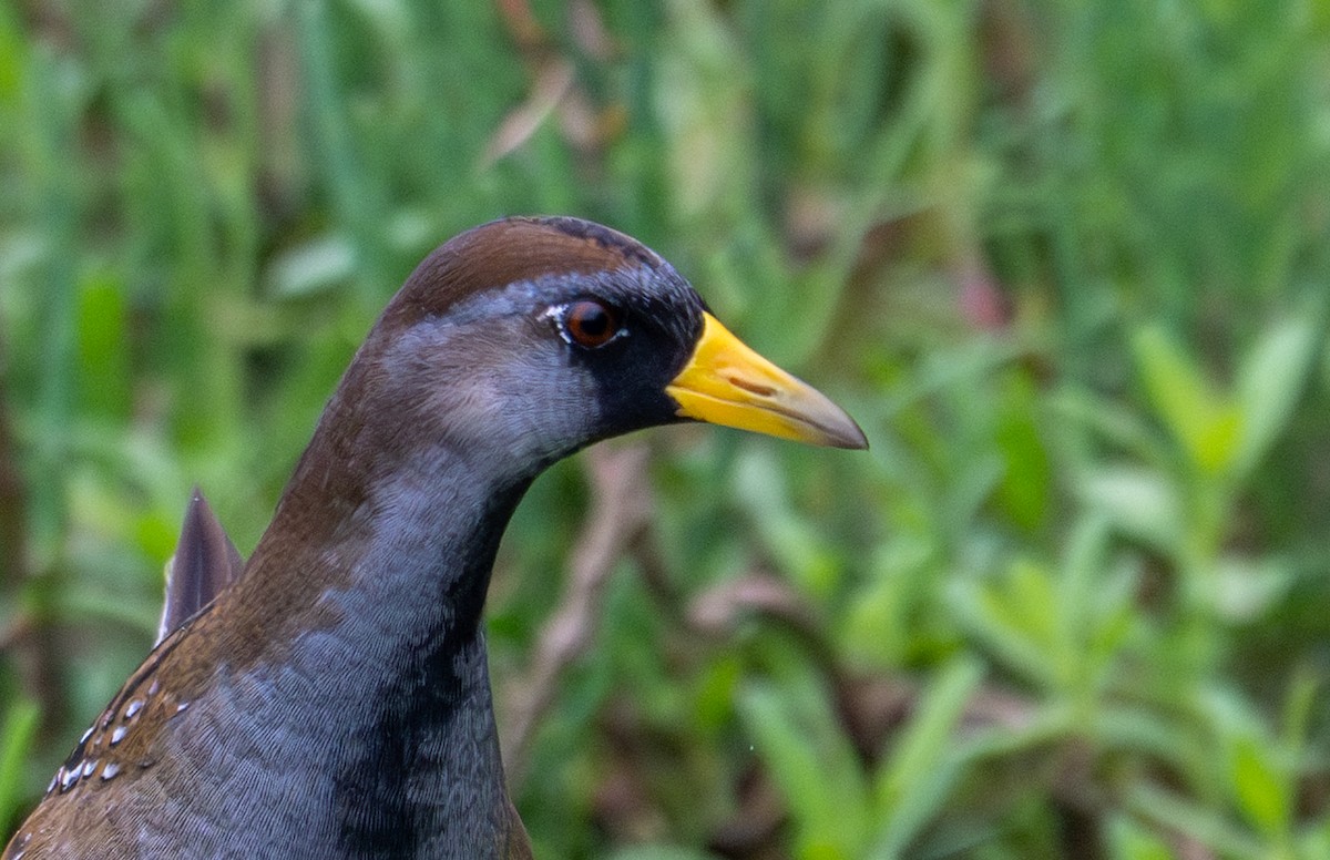 Sora - ML641271399