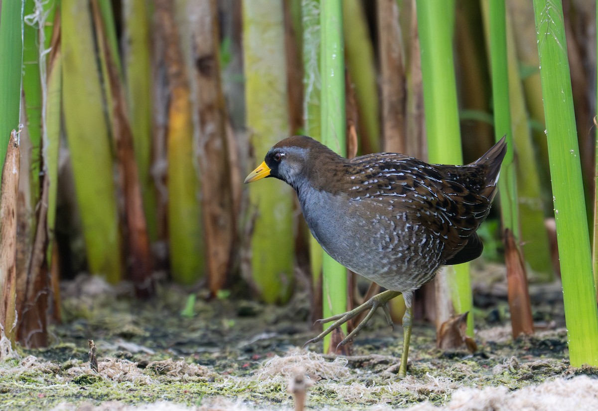 Sora - ML641271406
