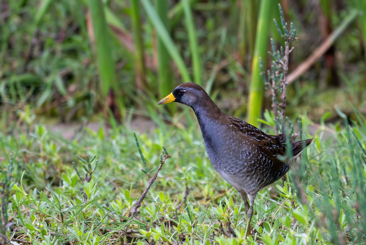 Sora - ML641271407