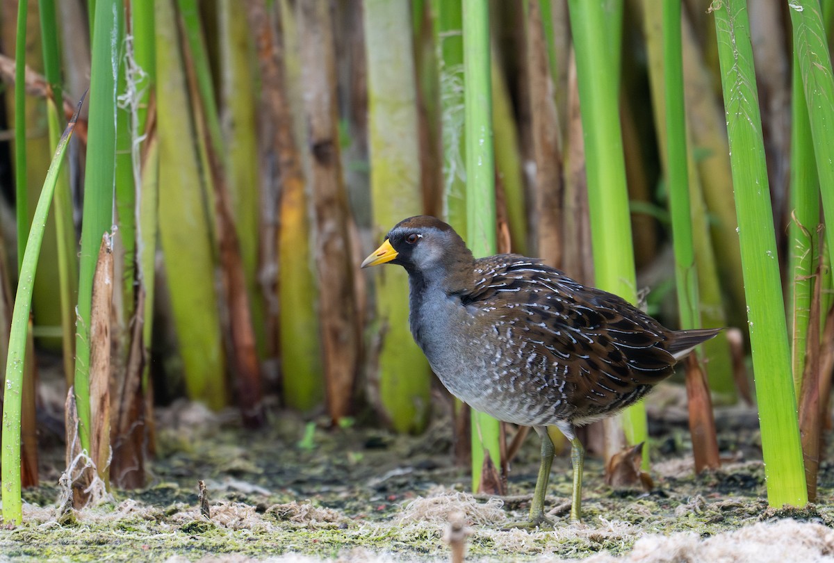 Sora - ML641271411