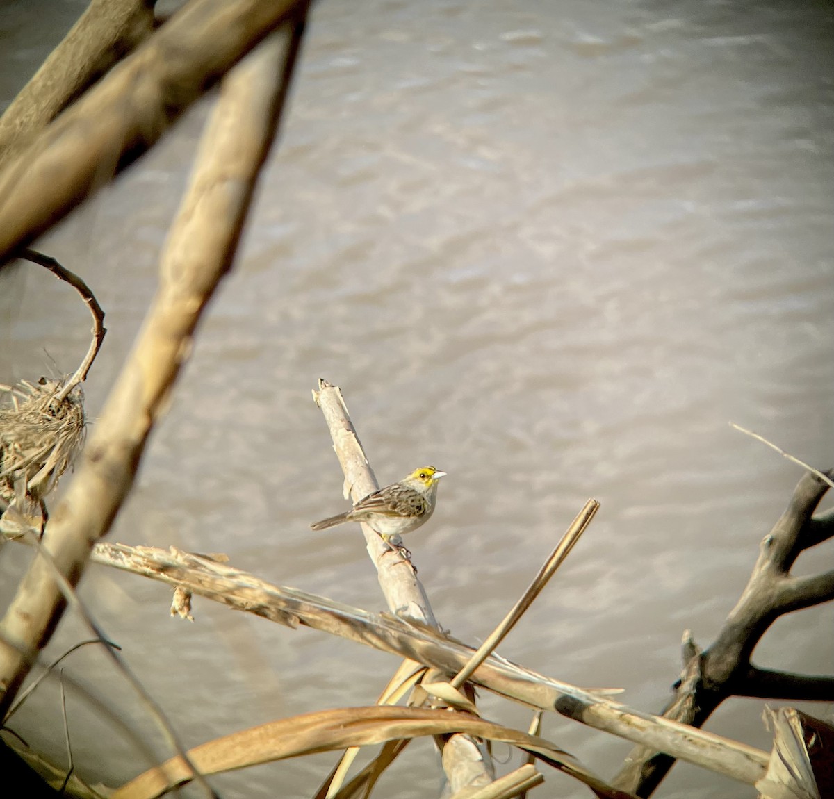 Yellow-browed Sparrow - ML641271466