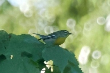 Northern Parula - ML641271480