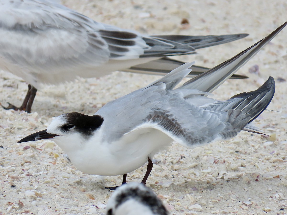 Common Tern (hirundo/tibetana) - ML641271482