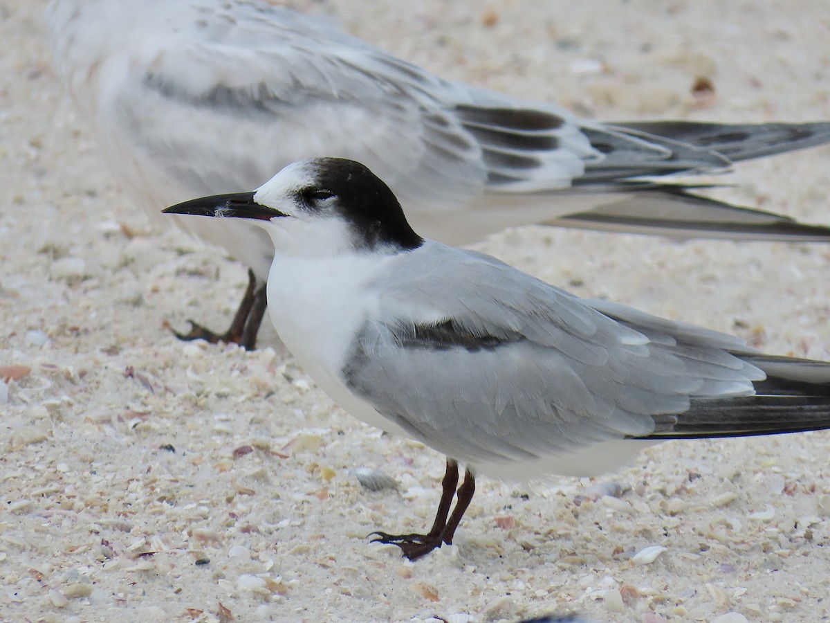 Common Tern (hirundo/tibetana) - ML641271483