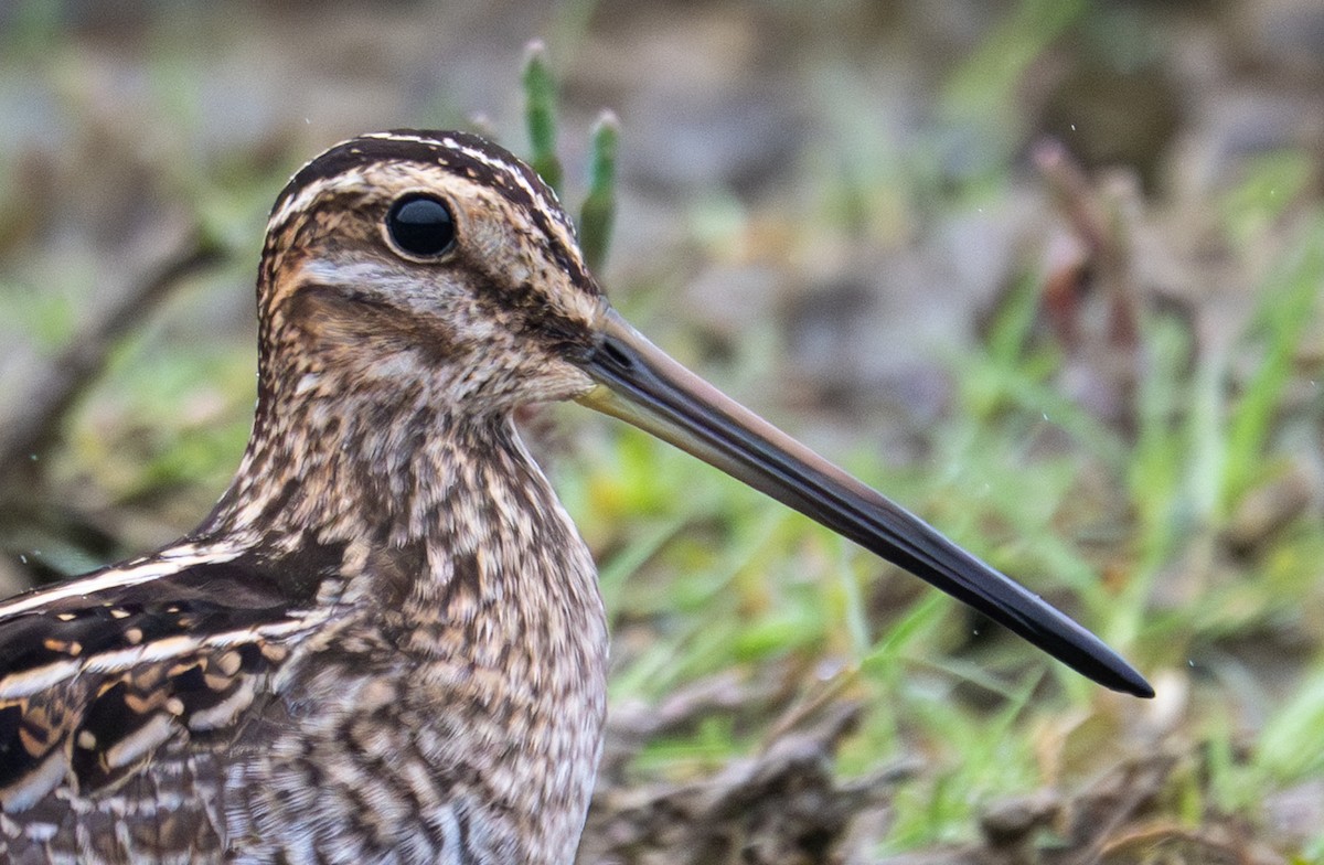 Wilson's Snipe - ML641271548