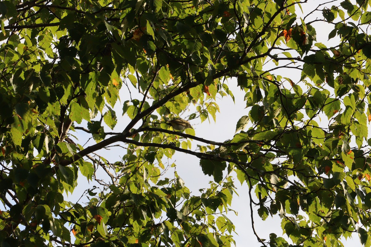 rødøyevireo - ML641271550