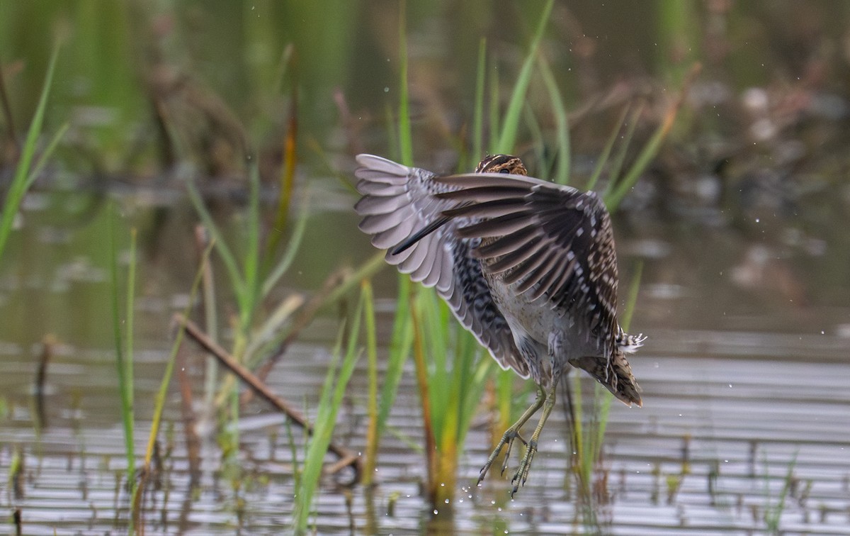 Wilson's Snipe - ML641271551