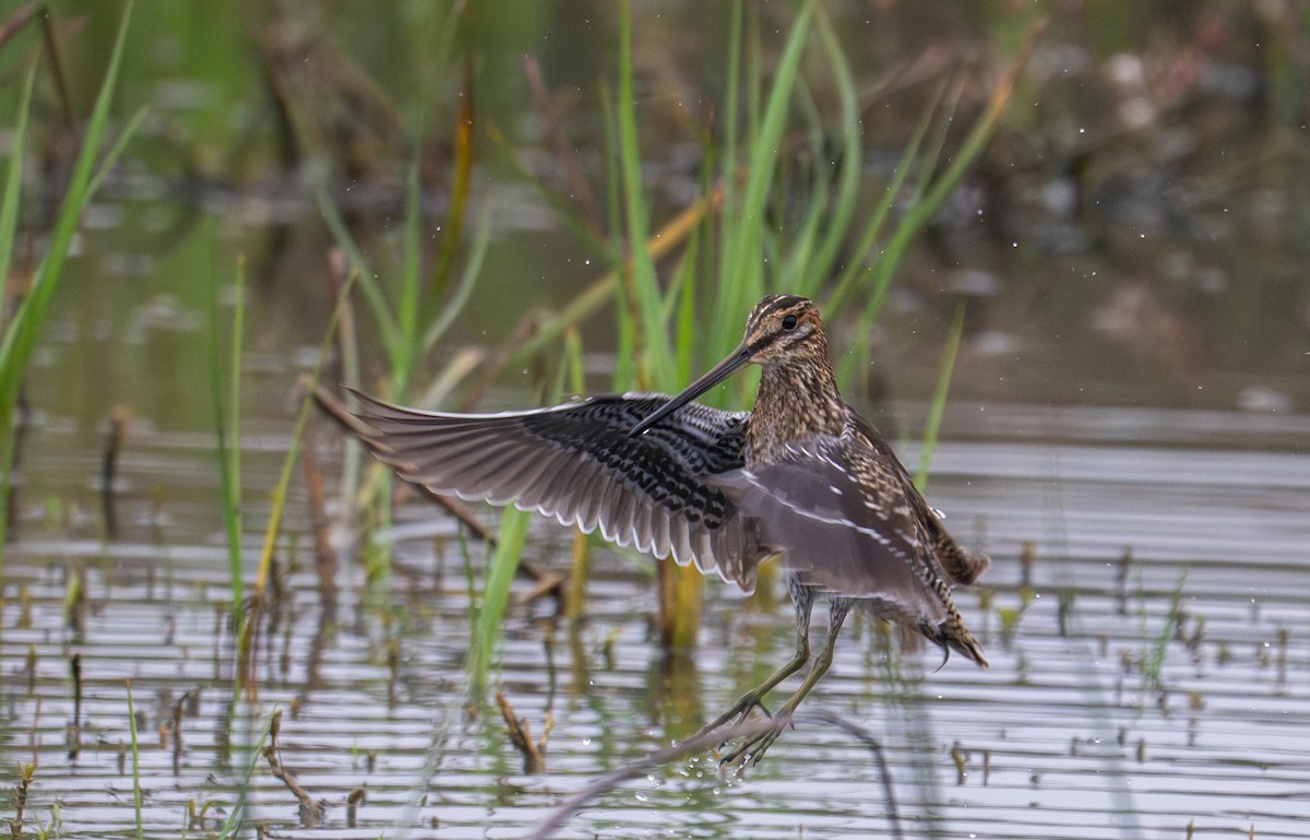 Wilson's Snipe - ML641271555