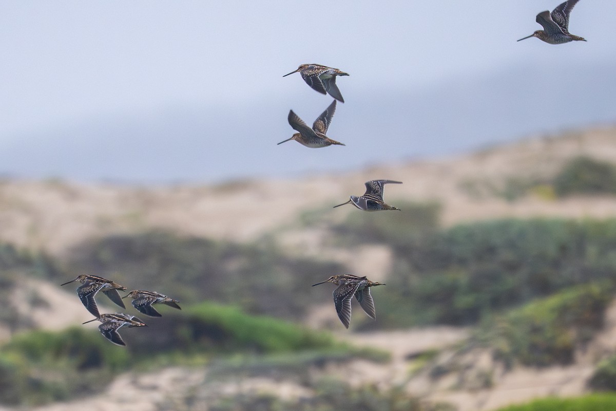 Wilson's Snipe - ML641271558