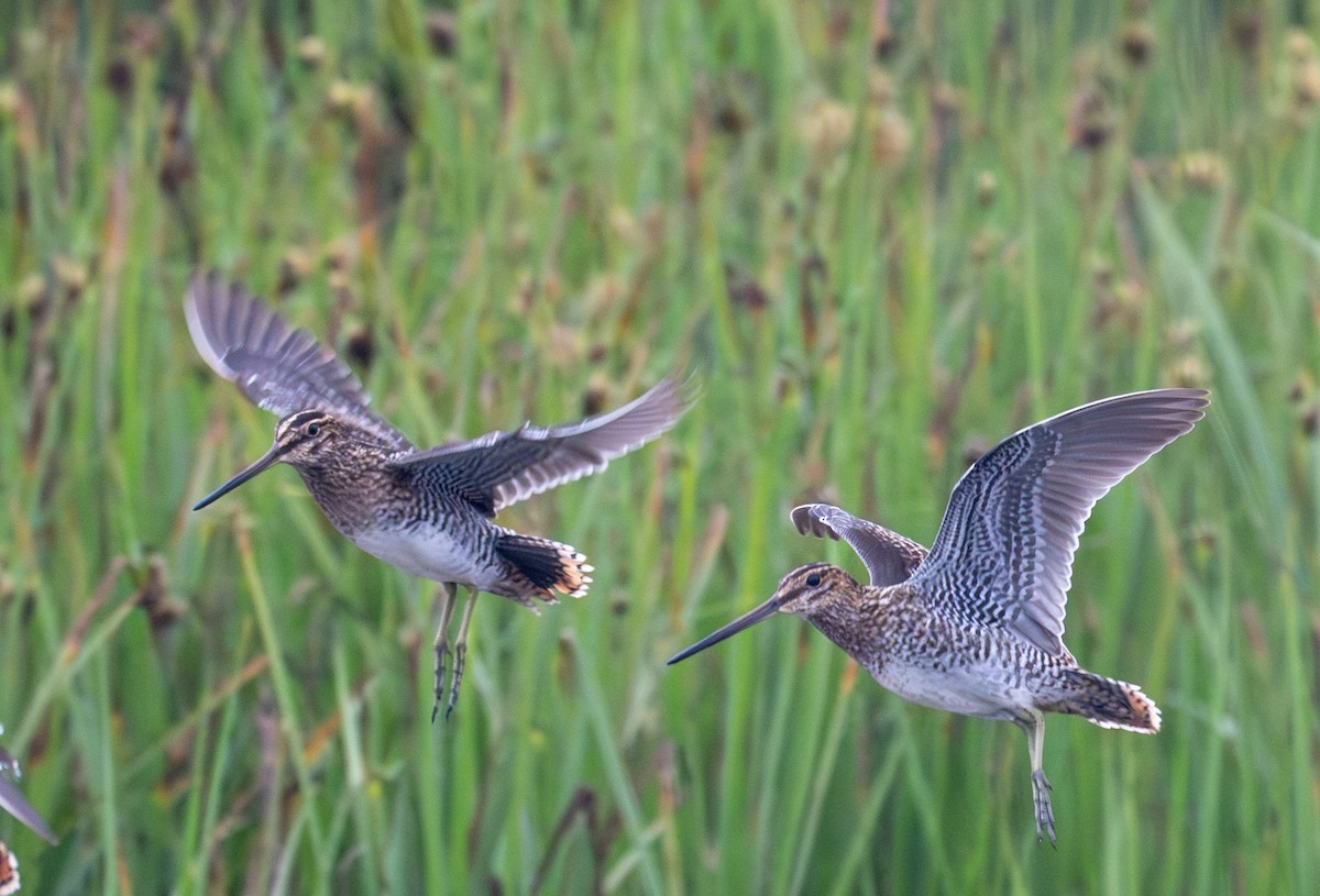 Wilson's Snipe - ML641271559
