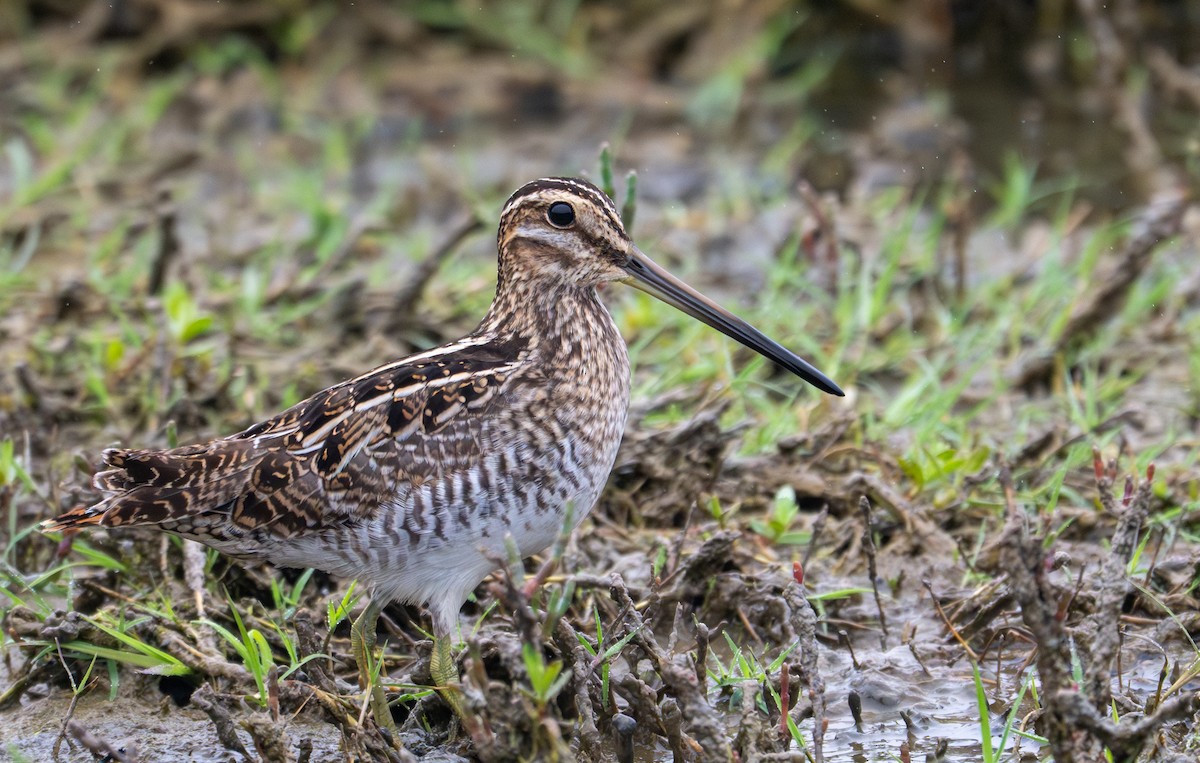 Wilson's Snipe - ML641271561
