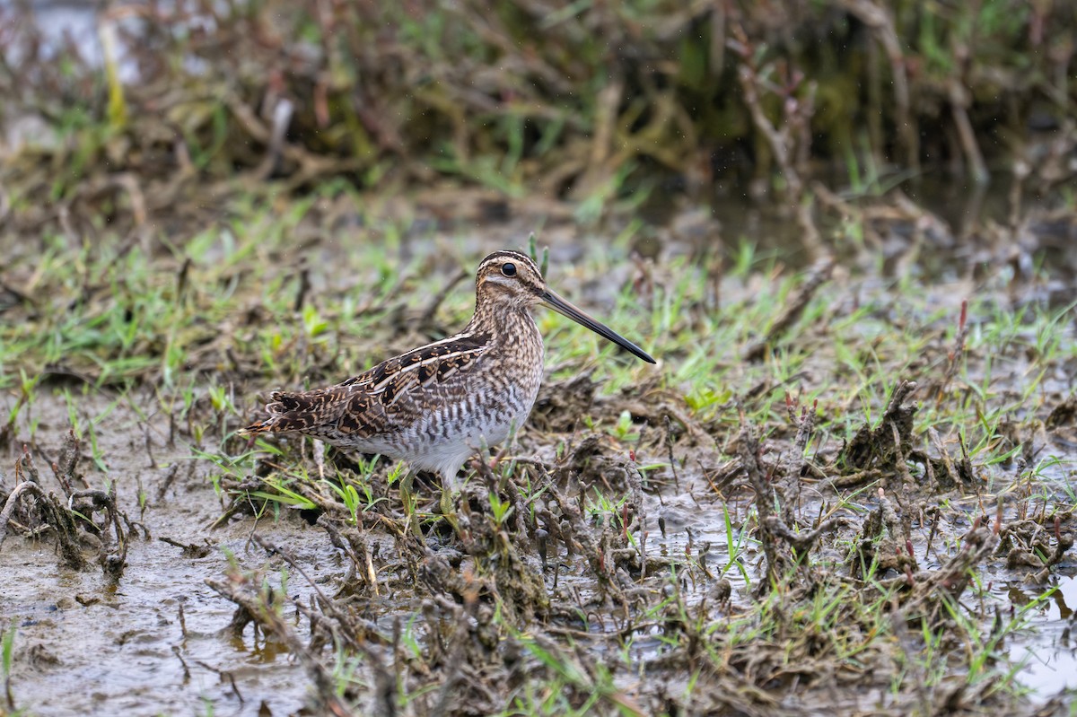 Wilson's Snipe - ML641271568