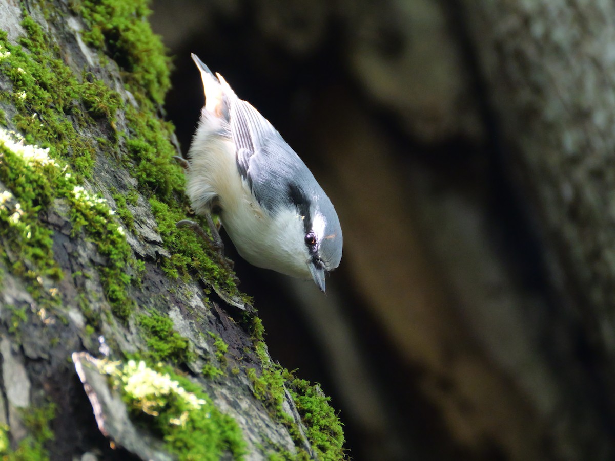 Eurasian Nuthatch - ML641271575