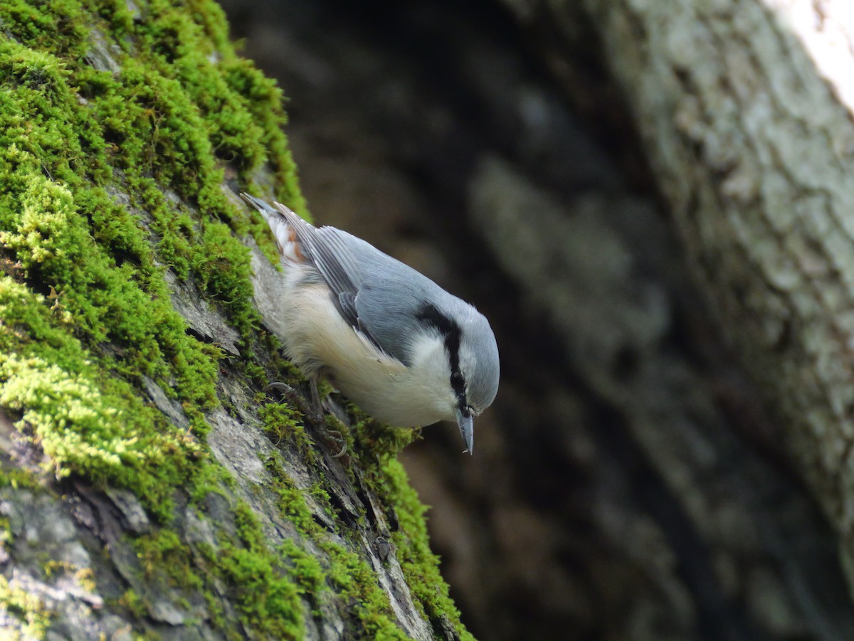 Eurasian Nuthatch - ML641271576