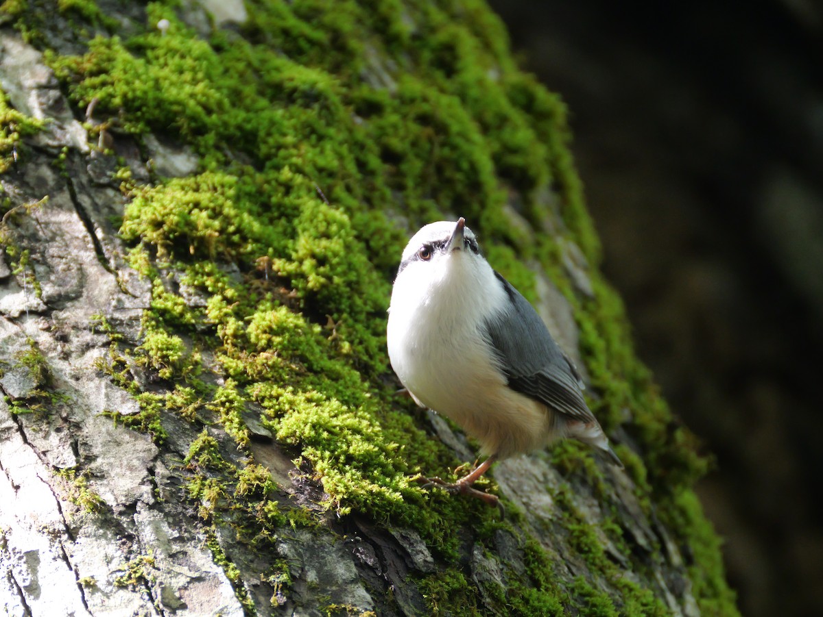 Eurasian Nuthatch - ML641271577