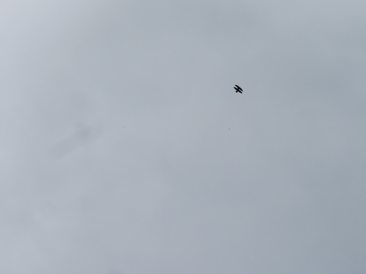 Common Raven - ML641271594