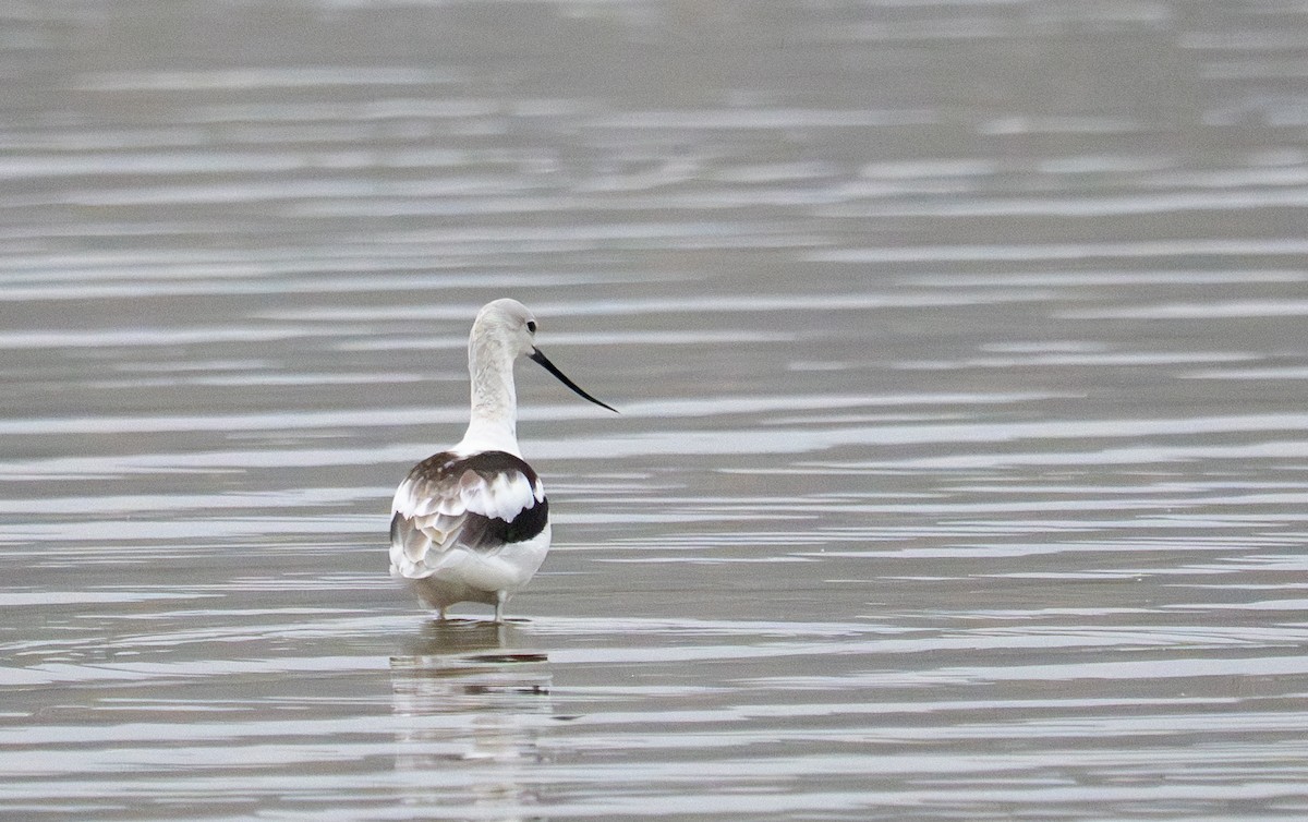 American Avocet - ML641271597