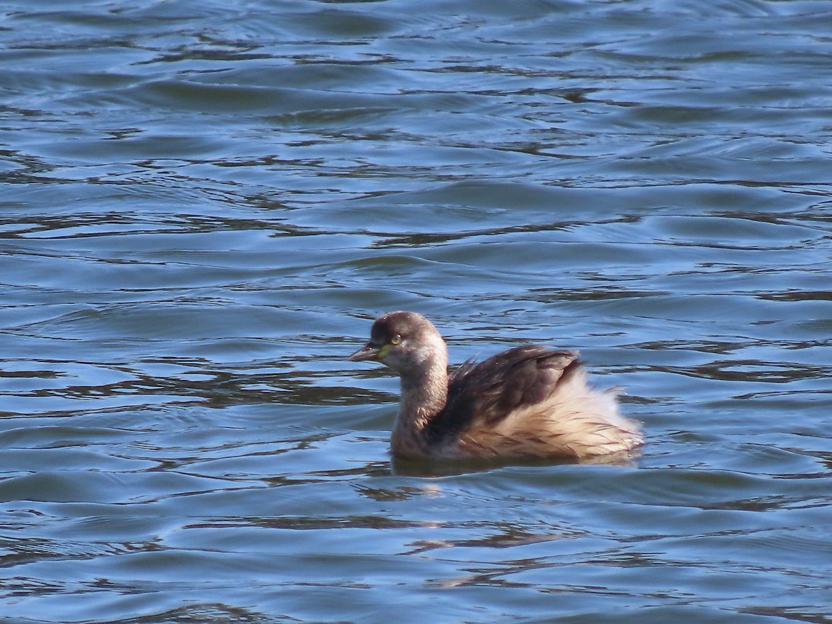 Australasian Grebe - ML641271611