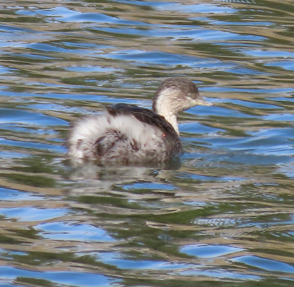 Hoary-headed Grebe - ML641271623